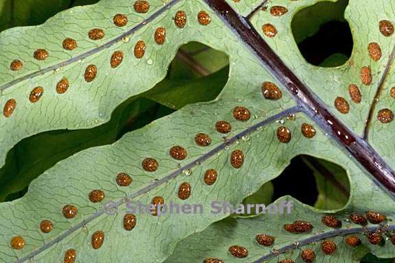 phlebodium pseudoaureum 4 graphic